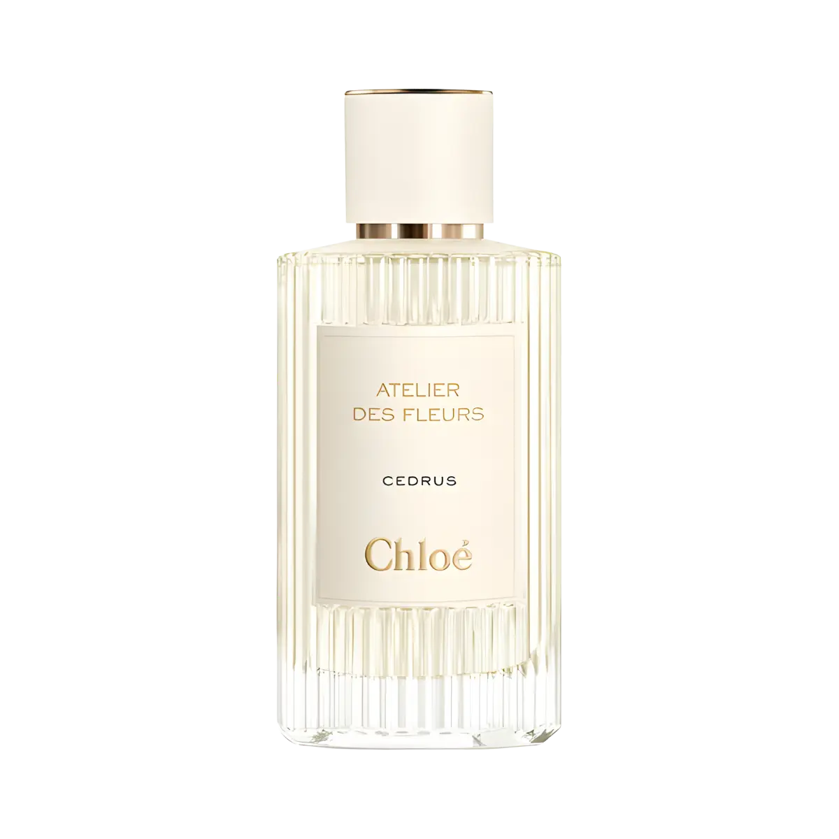 Cedrus Chloé